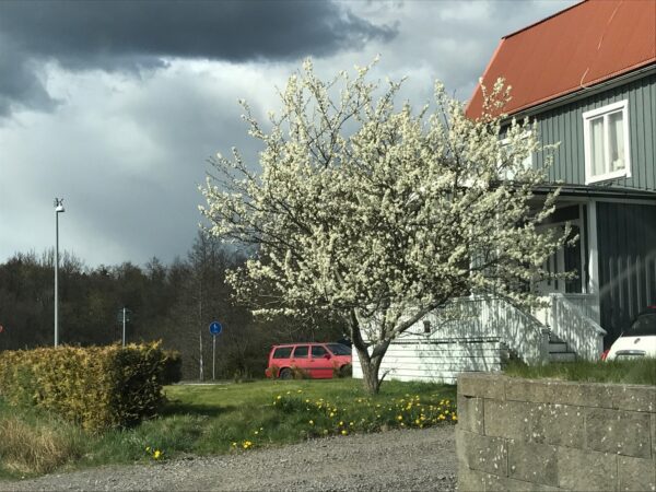 Prunus domestica 'Reine Claude d'Oullins' - Bild 2