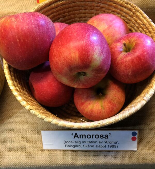 Malus domestica 'Amorosa'