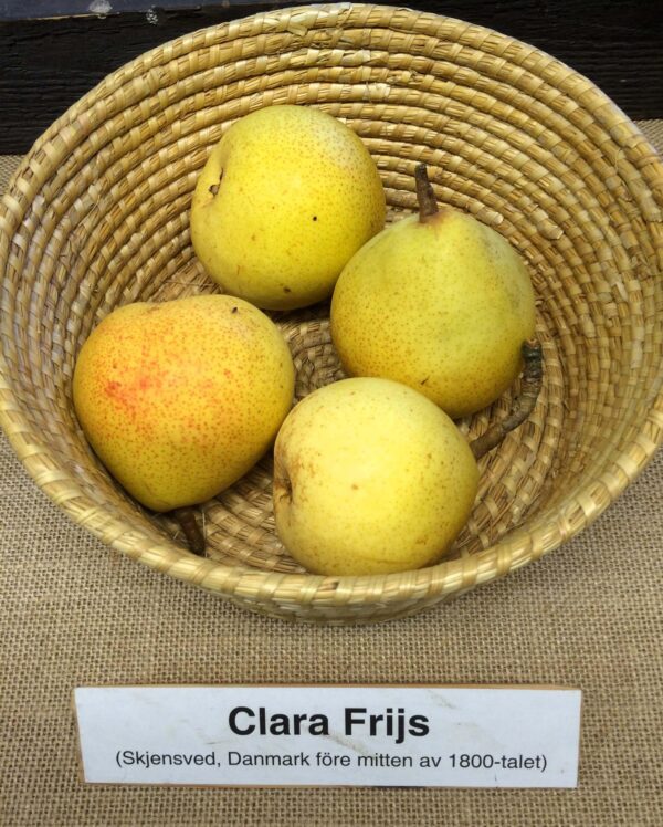 Pyrus communis 'Clara Frijs'