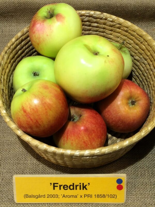 Malus domestica 'Fredrik'