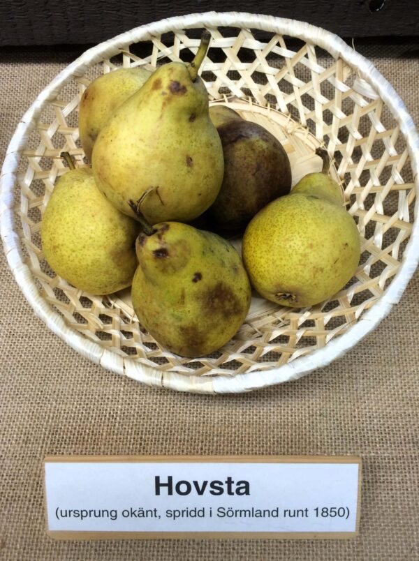 Pyrus communis 'Hovsta'