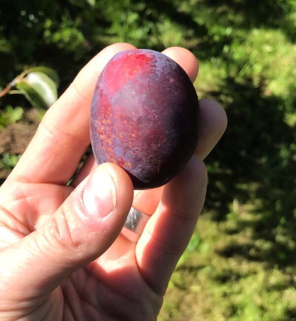 Prunus domestica 'Jubileum'