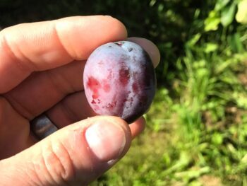 Prunus domestica 'Opal'