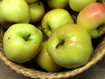 Malus domestica 'Risäter'