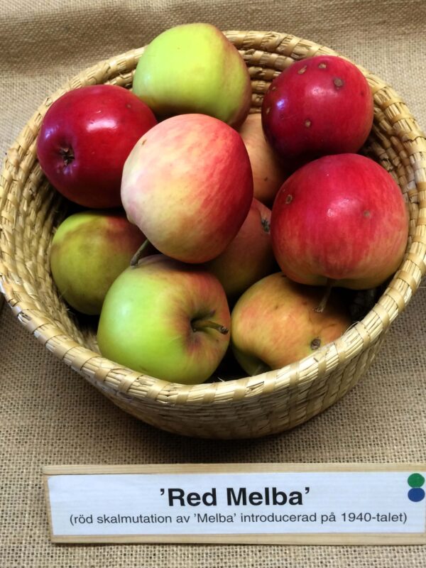 Malus domestica 'Röd Melba'