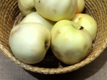 Malus domestica 'Stenbock'