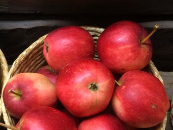 Malus domestica 'Summerred'