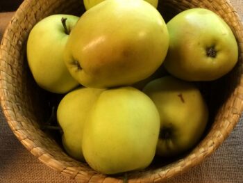 Malus domestica 'Wealthy'