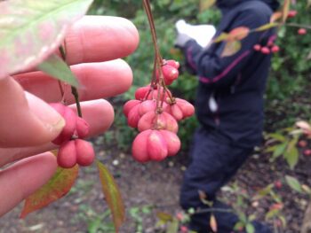 Euonymus europaeus fk Ultuna E