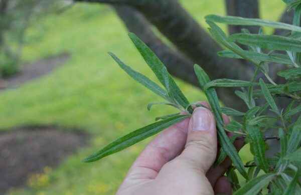 Hippophae rhamnoides 'Julia' E - Bild 2