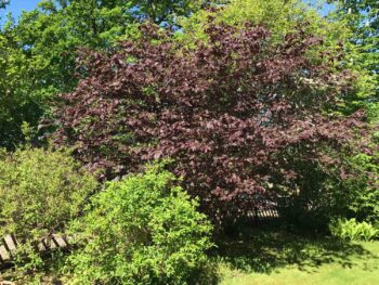 Corylus