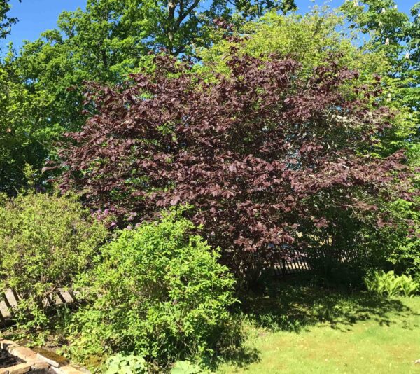 Corylus maxima 'Purpurea' - Bild 5
