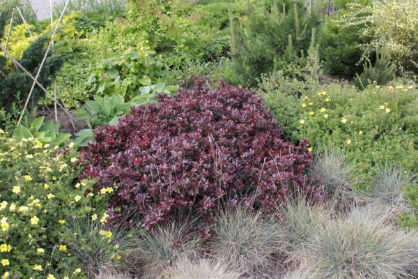 Berberis thunbergii 'Atropurpurea Nana' - Bild 6