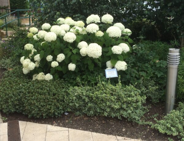Hydrangea arborescens 'Annabelle' - Bild 4