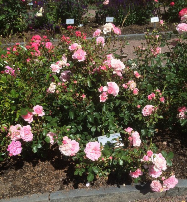 Rosa 'Bonica' - Bild 2