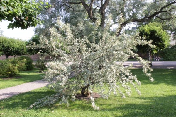 Elaeagnus commutata
