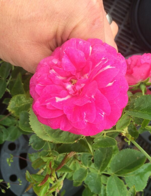 Rosa 'John Cabot'
