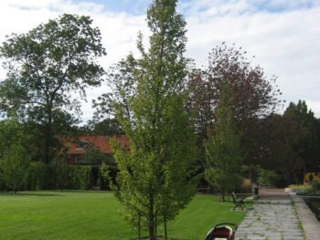 Carpinus