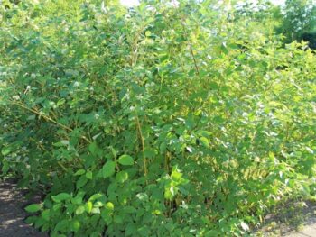 Cornus sericea 'Flaviramea'