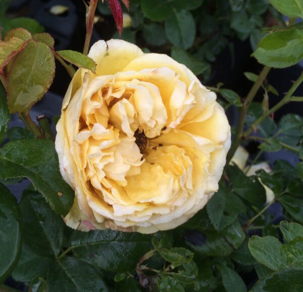 Rosa 'Marliseborg'