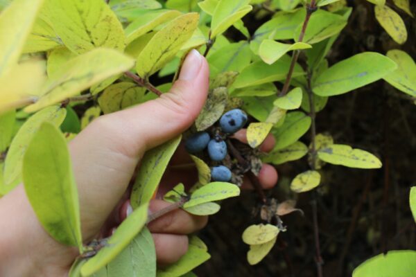 Lonicera caerulea fk Falun E