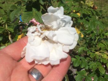 Rosa 'Blanc Double de Coubert'