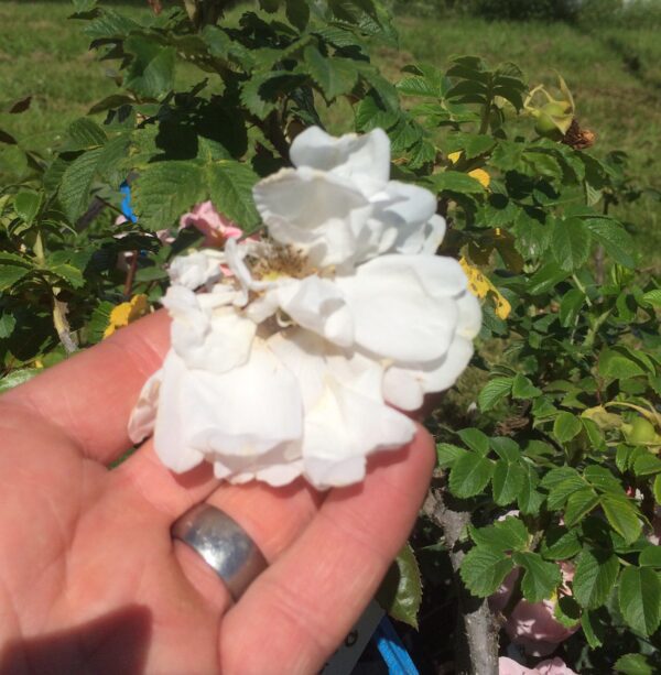Rosa 'Blanc Double de Coubert'