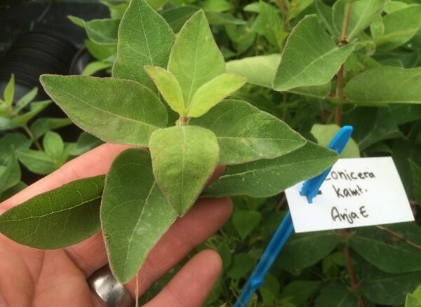 Lonicera kamtschatica Anja E - Bild 6