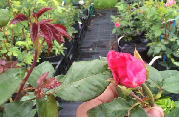Rosa 'Romanze'