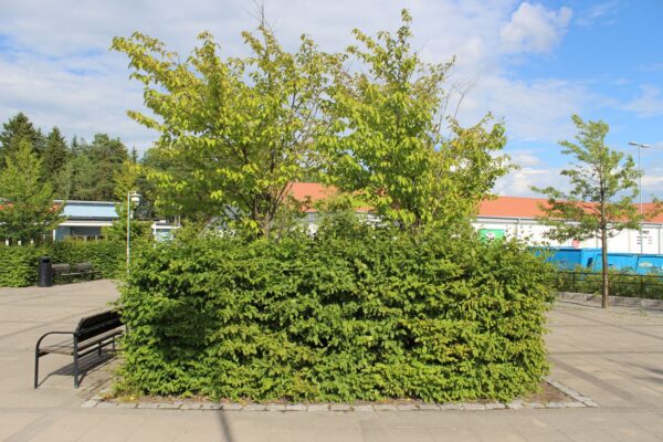 Carpinus betulus fk Stenshuvud E - Bild 3
