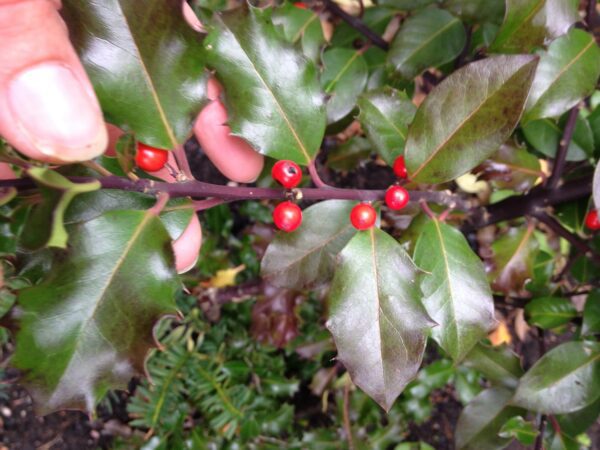 Ilex aquifolium 'Blue Princess' - Bild 2