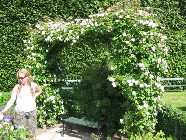 Rosa heleneae