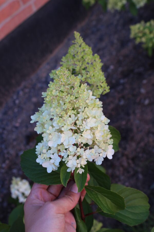 Hydrangea paniculata 'Grandiflora' - Bild 3