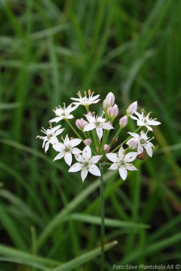 Allium tuberosum