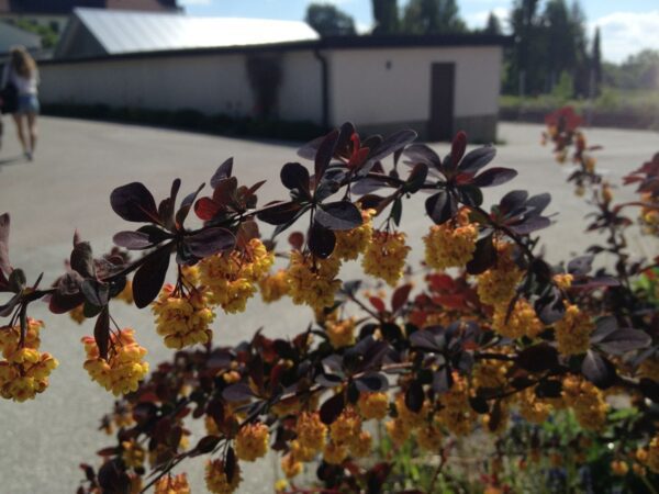 Berberis thunbergii 'Atropurpurea' - Bild 4