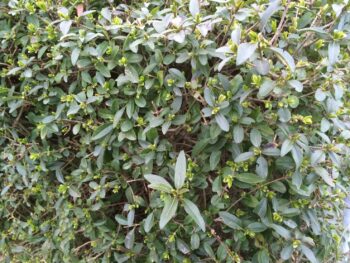 Ligustrum