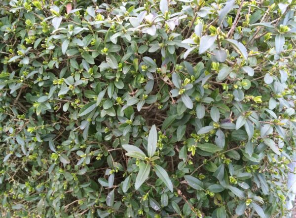 Ligustrum vulgare var. Italicum 'Atrovirens' - Bild 2