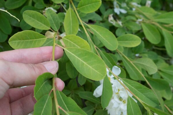 Exochorda 'The Bride' - Bild 3