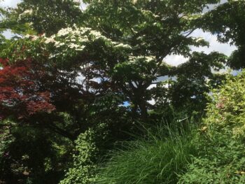 Cornus kousa