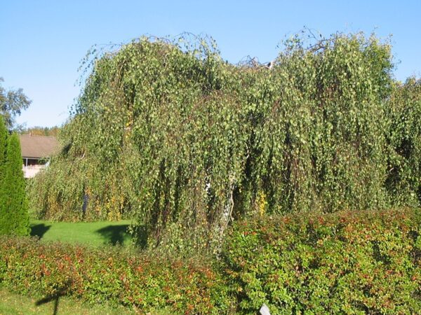 Betula pendula 'Youngii' - Bild 4