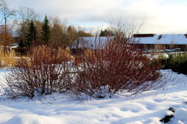 Cornus alba 'Ivory Halo' - Bild 2