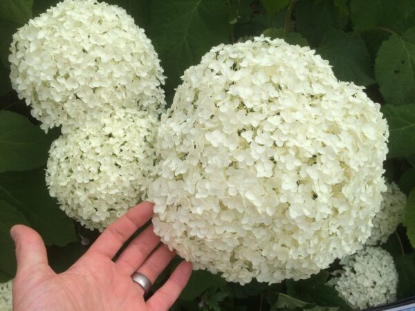 Hydrangea arborescens 'Annabelle'