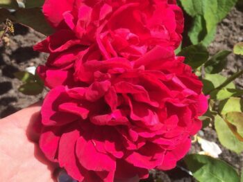Rosa 'L.D. Braithwaite'