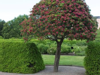 Crataegus