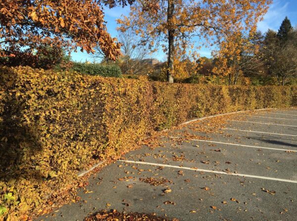 Carpinus betulus fk Stenshuvud E