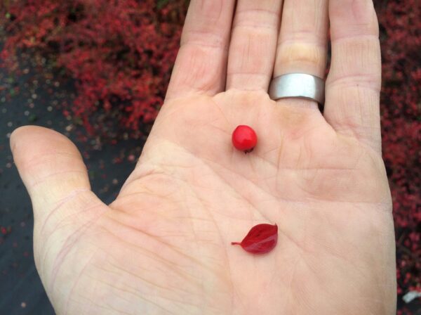 Cotoneaster apiculatus E - Bild 2