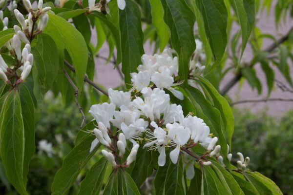 Lonicera maackii 'Kristall' E
