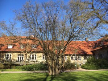 Corylus avellana fk Öglunda E