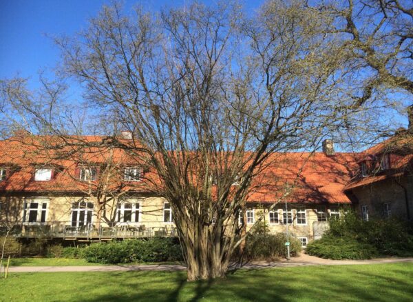 Corylus avellana fk Öglunda E