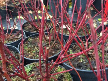 Cornus sericea 'Farba' E